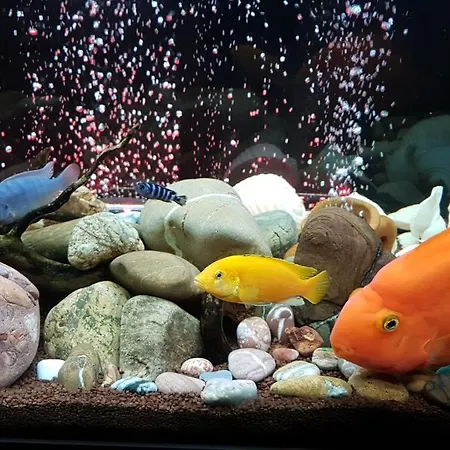 Guest house Romantic Dreams Rome